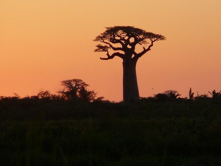 baobabs1