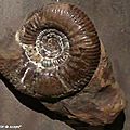Des ammonites qui datent de 140 millions d'années
