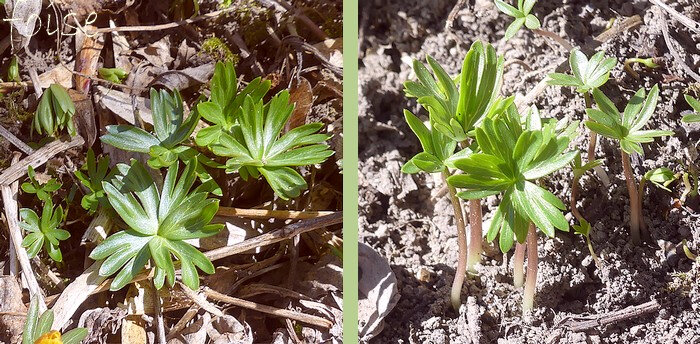 feuilles radicales paraissant après les fleurs sur des tiges courtes orbiculaires, ternées, à lobes généralement trifides