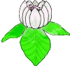 fleurs_fleurs_magnolias_00001
