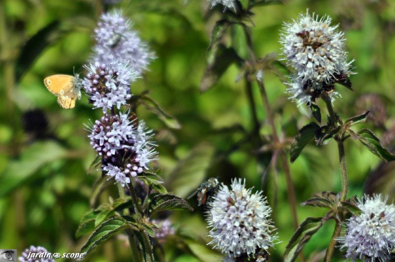 Menthe insulaire • Mentha suaveolens subsp insularis