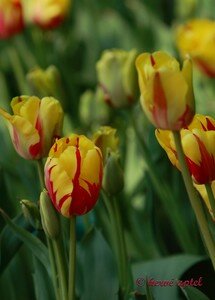 IMG_2298copie2