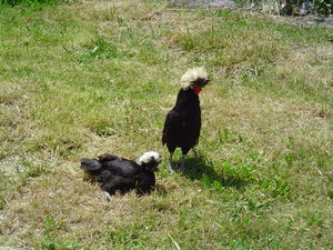 poules_appartement