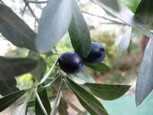 olive_noire