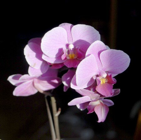 orchidee_couleur