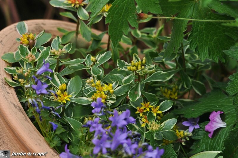 Sedum kamtschaticum variegatum en fleurs