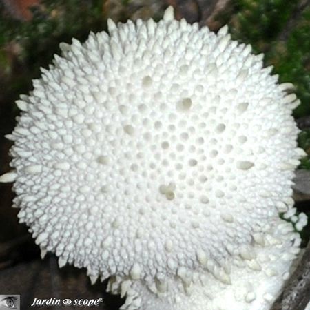 Vesse-de-loup perlée • Lycoperdon perlatum
