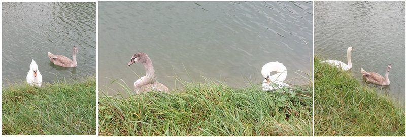 cygnes 1