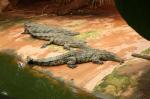 Ferme des crocodiles (7)