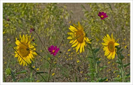 plaine_tournesols_fleurs_roses_3_020809