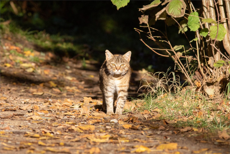Chat arrive face 271021 2 ym