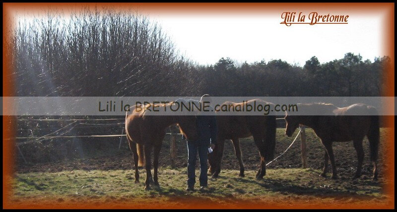 Chevaux à Philippe 016_redimensionner