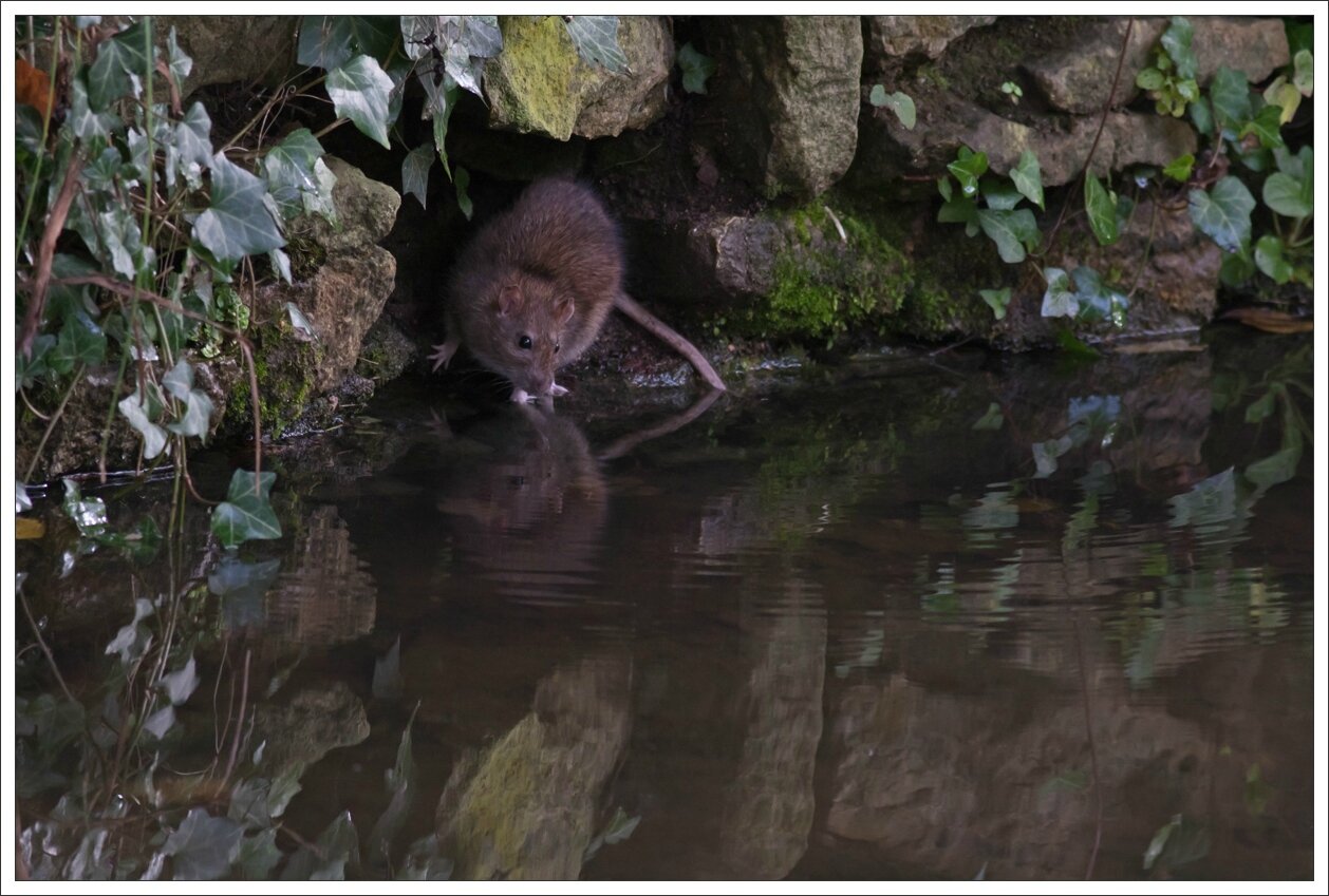 ville rat 12 mur reflet eau 161114