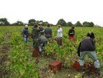Vendanges_Aloha_06_009
