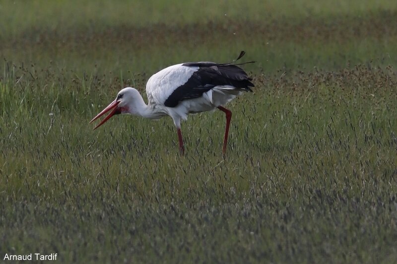 001020 Oléron Avril 2019 - Marais de Brouage - Côté Droit