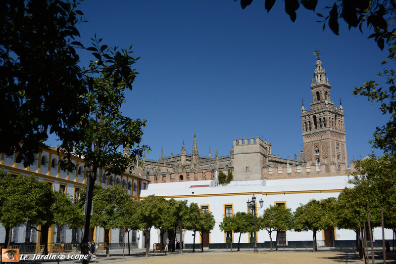 Cathedral-y-Giralda