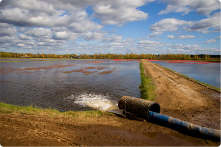 inondation_champ_cann