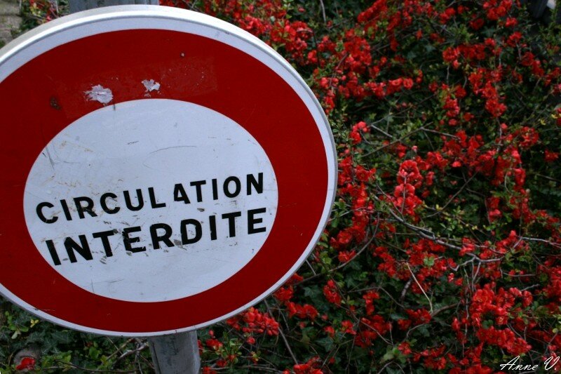 dans les buissons. Racines