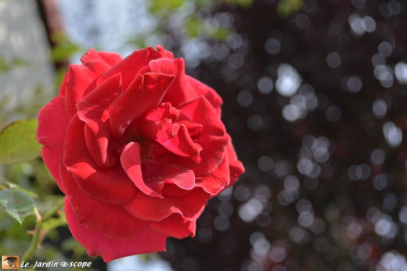 Rose-red-parfum-2