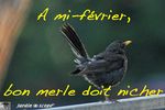 Bon-merle
