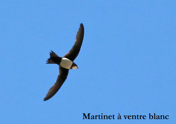 Quel est donc cet oiseau Photos d oiseaux