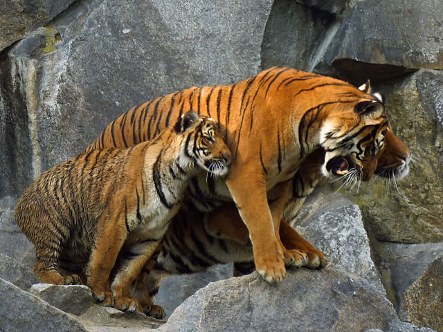 640px-Panthera_tigris_corbetti_(Tierpark_Berlin)_833-715-(118)