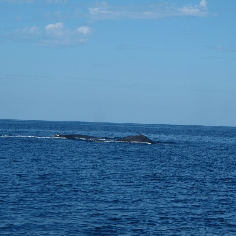 Ambolimailaka juillet 2014 - les baleines 058