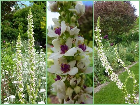 verbascum blanc