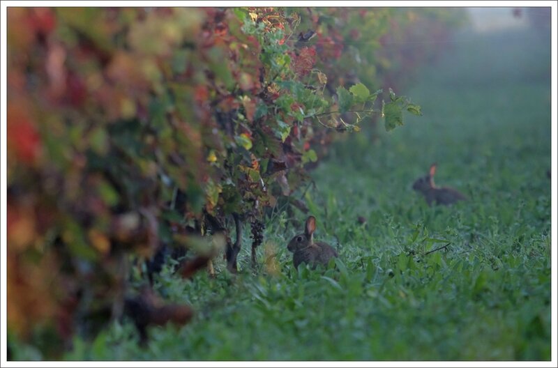 Plaine lapins vigne matin brume 3 300814