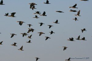 Vol_cormorans_1