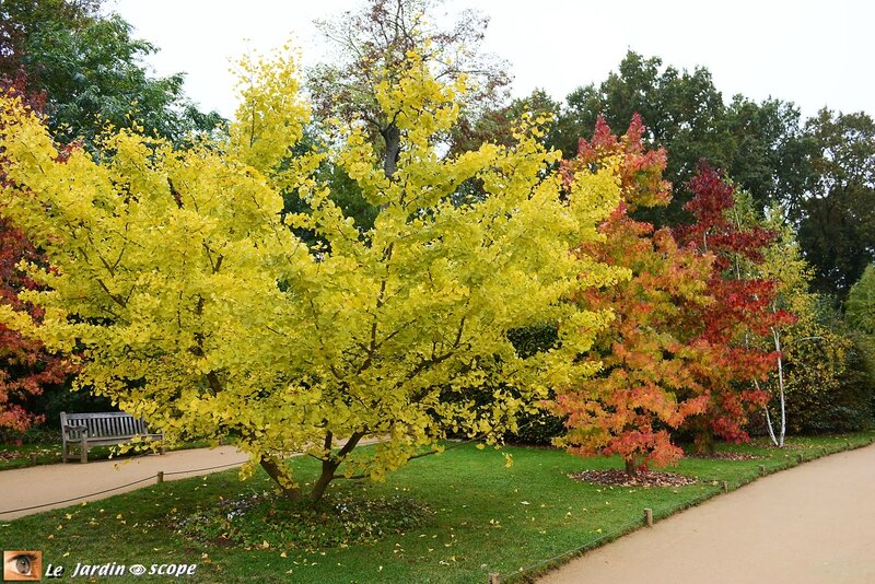 Arbre aux Quarante Écus - Ginkgo biloba