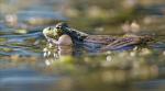2 Galuchet grenouille chante 180716 2