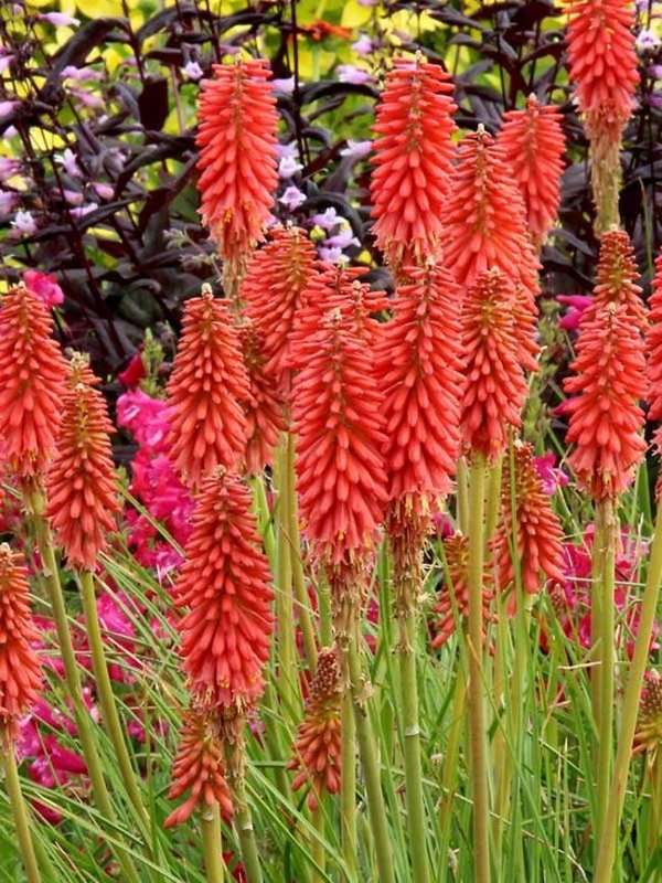 KNRP_0_kniphofia_red_hot_popsicle1_tn_1491323978
