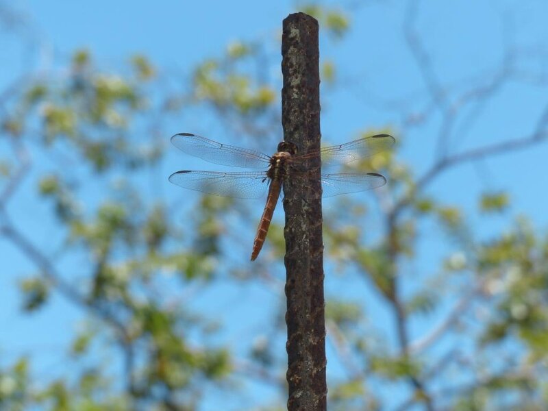 P1230927