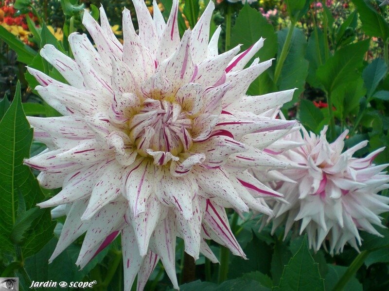 Dahlia Blackberry Ripple