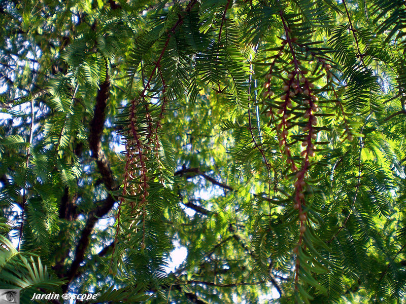 Métaséquoia de Sichuan • Metasequoia glyptostroboides