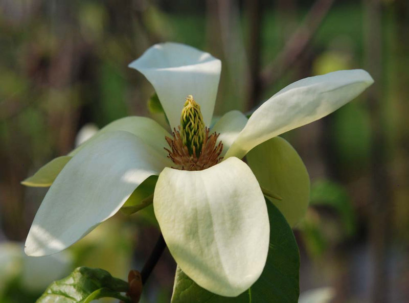 Magnolia 'Lemon Star' 02