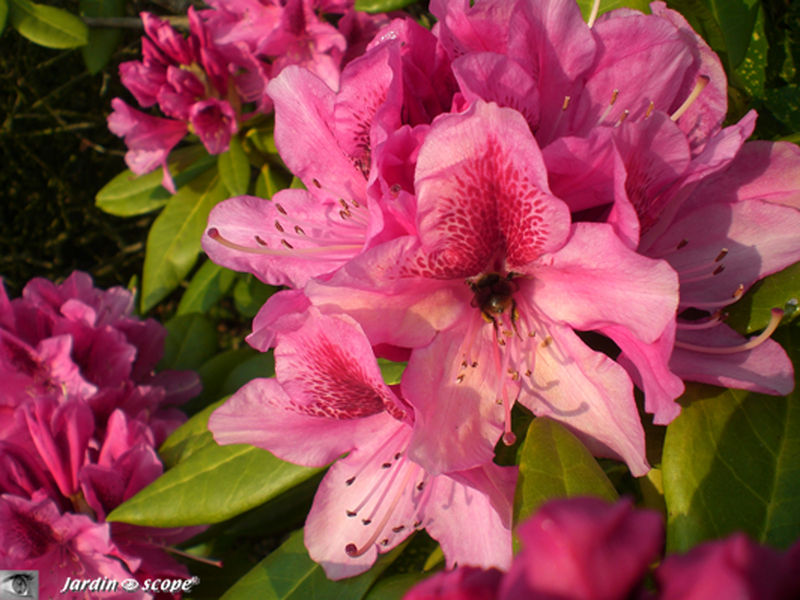 Rhododendrons rouges