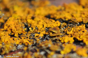 xanthoria parietina