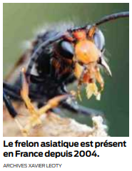 piquée par