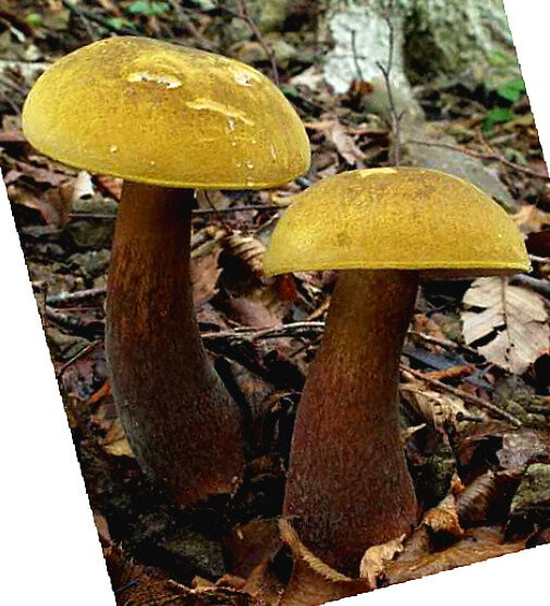 Tylopilus rigens okuyamanigaiguti07-9-241