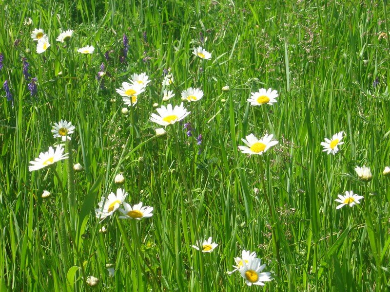 Marguerites sauvages Val-Saint-Gilles