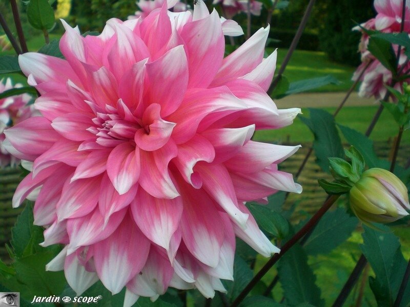 Dahlia Elegance