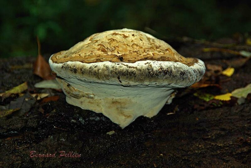 20161025_nature_plante_champignon_003