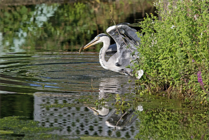 Oiseau héron pêche matin 120819 ym 6 envol