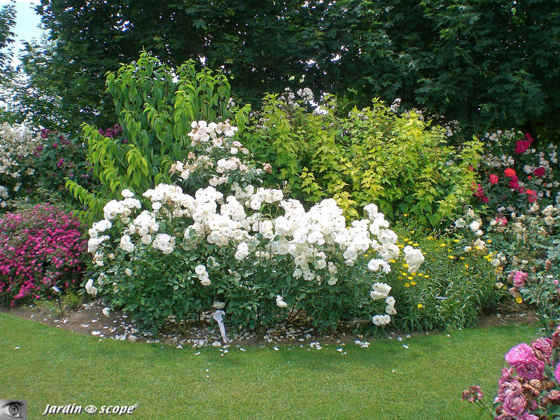 Rosier 'Fée des Neiges' (Photo juin 2009)