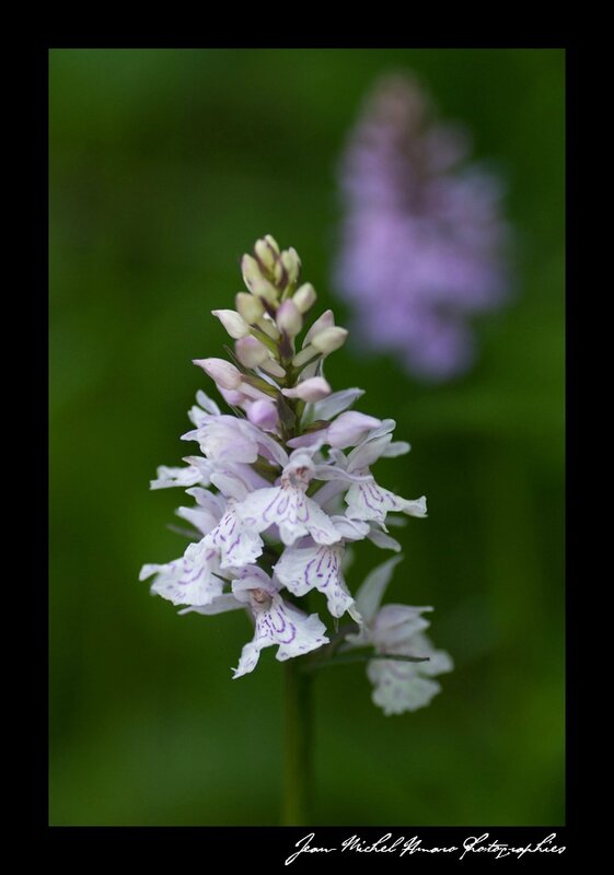 2013_07_07_Orchis de fuchs_02