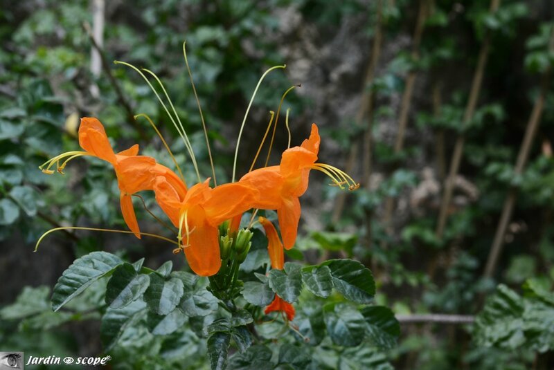 Tecomaria capensis orange 