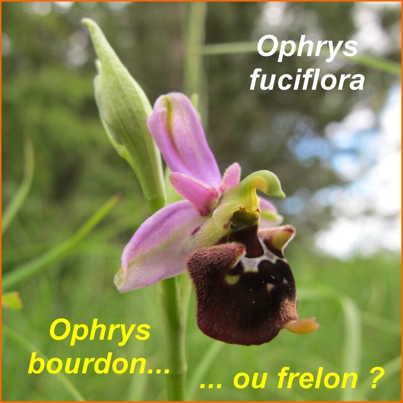 Ophrys fuciflora - bourdon - comp
