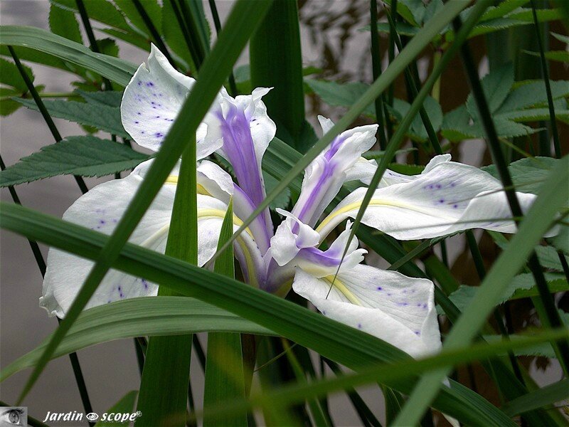 Iris Laevigata 'Snowdrift' • Famille des Iridaceae